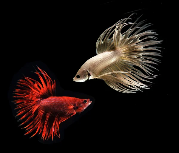 ベタのペットの魚、黒い背景に分離したシャムの戦いの魚 — Stockfoto