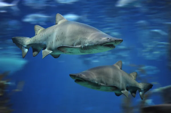 Poissons requins, requins taureaux, poissons marins sous-marins — Photo