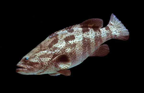 Peixe marinho, peixe garoupa gigante no fundo preto — Fotografia de Stock