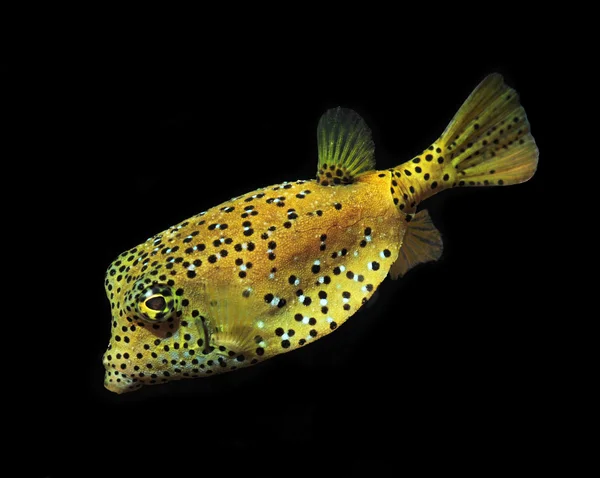Meeresfische, tropische Rifffische, gelbe Kasten-Kugelfische auf schwarzem Hintergrund — Stockfoto