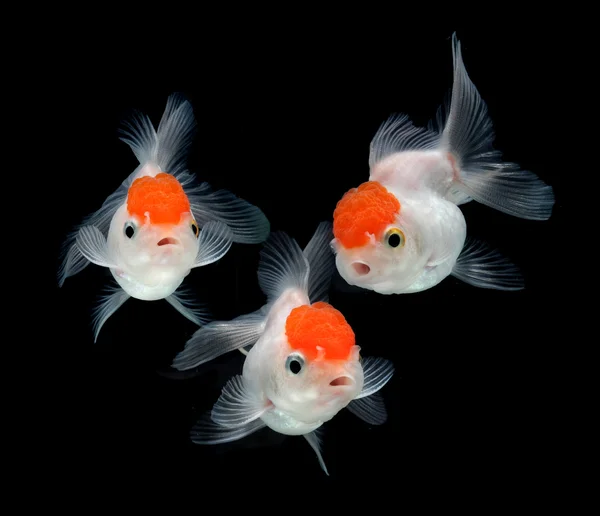 Goldfisch auf schwarzem Hintergrund — Stockfoto