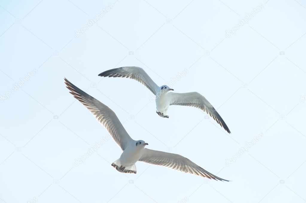 Seagull flying in action
