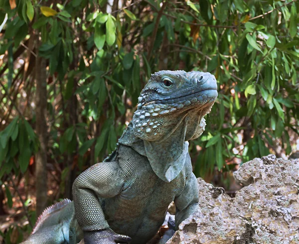 蓝鬣蜥濒危物种 — 图库照片