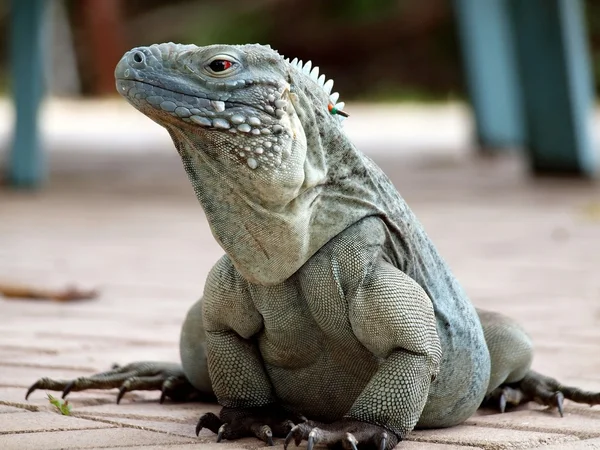 Cayman Adaları Mavi iguana — Stok fotoğraf