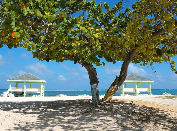 Карибський пляжу Кайманових островів — стокове фото