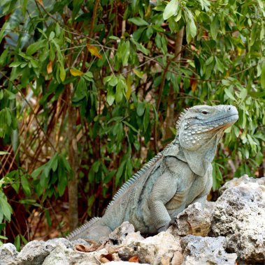 iguana cayman Adaları Mavi