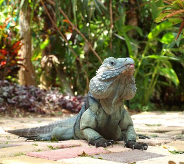 Blue Iguana clipart