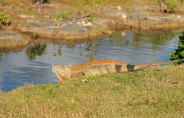 Green Iguana Grand Cayman clipart