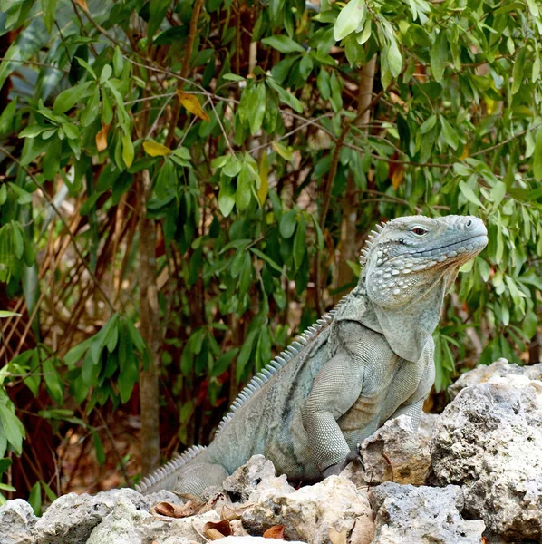 Iguana cayman Adaları Mavi — Stok fotoğraf