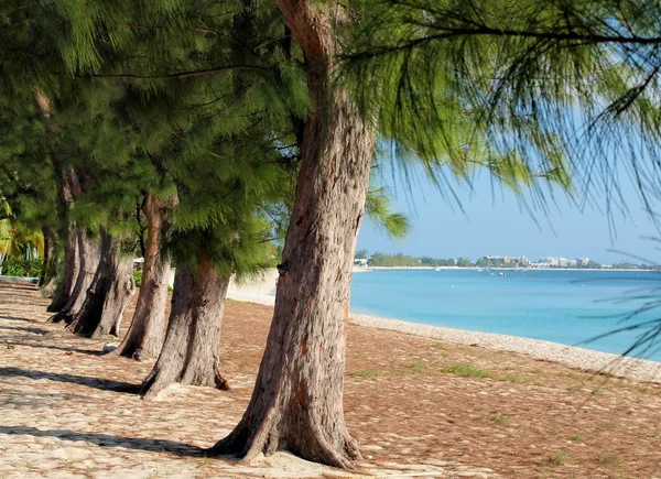 Παραλία Σέβεν Μάιλ casuarina δέντρα — Φωτογραφία Αρχείου
