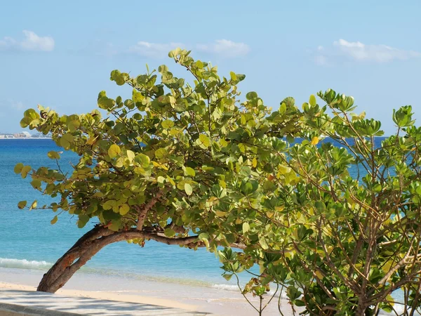 Morze winogron drzewo grand cayman plaży — Zdjęcie stockowe