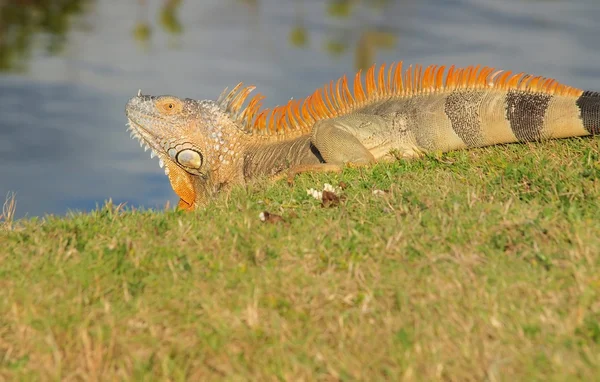 绿鬣蜥大开曼岛 — 图库照片