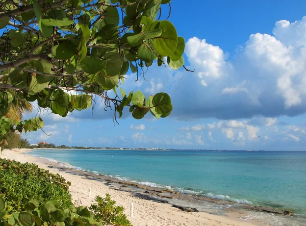 Praia do Caribe Grand Cayman — Fotografia de Stock