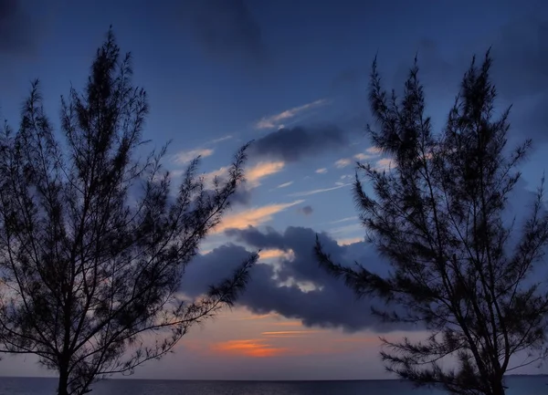Alberi di Casuarina al tramonto - Grand Cayman — Foto Stock