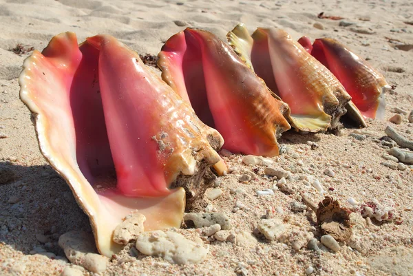 stock image Conch Shells