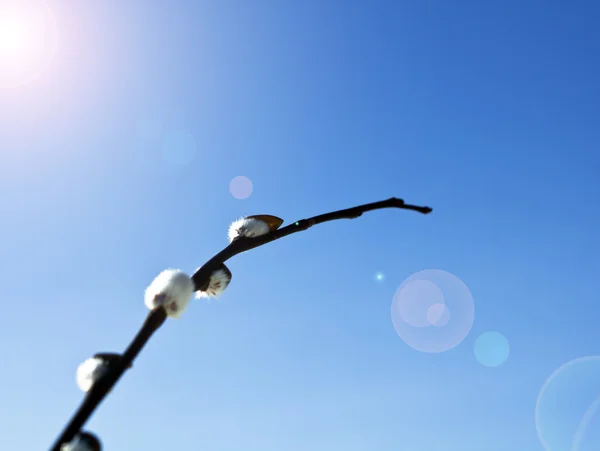 stock image Springlike catkins