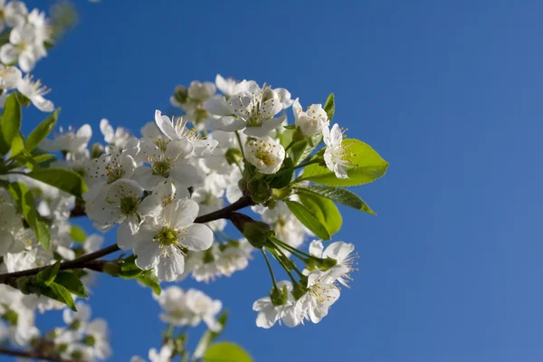 stock image White cherry flowers blooming in springtime.