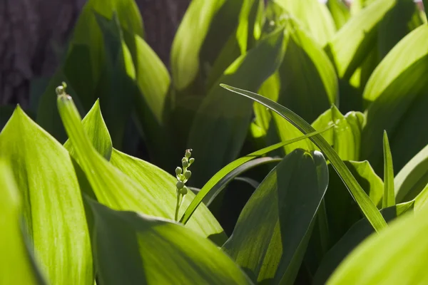 stock image Lily of the valley