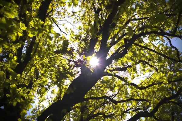 stock image Sun shining through oak