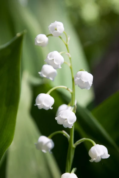 stock image Lily white flowers