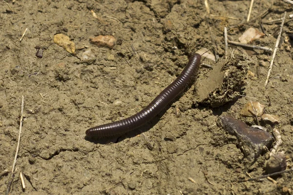 stock image Brown worm