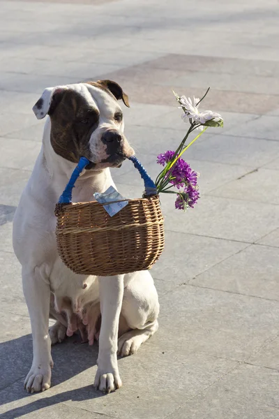 Dog with basket Stock Photo
