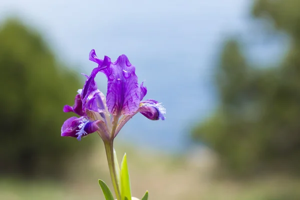 Το λουλούδι Ίρις Εικόνα Αρχείου
