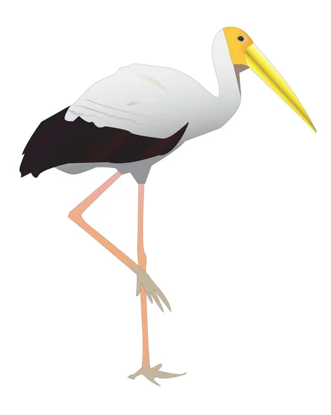 Gemensamma stork — Stock vektor