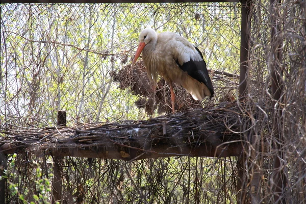 Cicogna nel nido. Zoo di Penza — Foto Stock