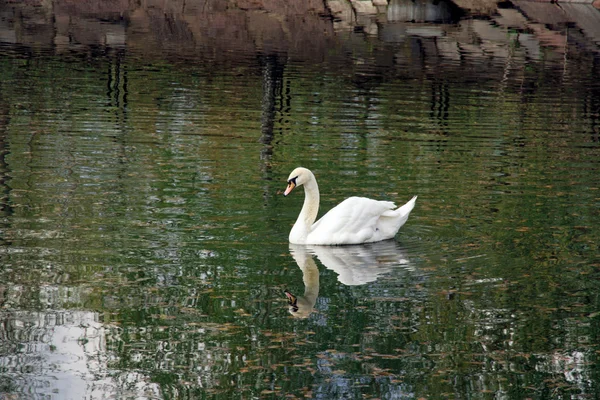 Weißer Schwan in einem Teich — Stockfoto