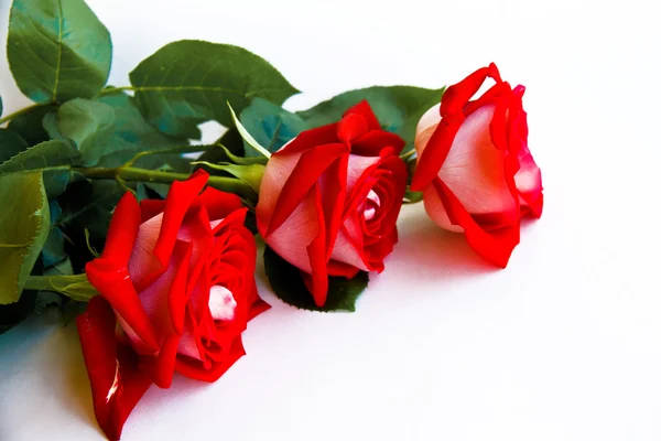 stock image Red roses