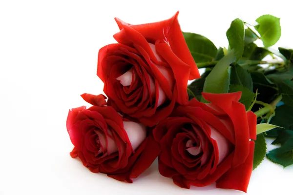 Червоні троянди Стокове Фото