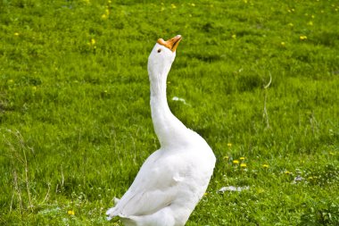 White goose on a green grass clipart