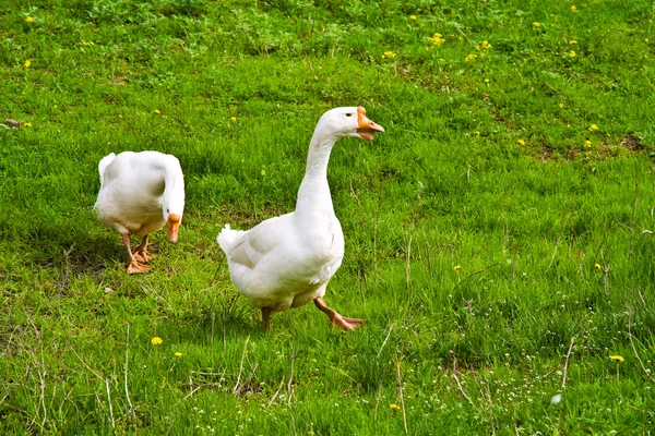 Два гуся на зеленой траве — стоковое фото