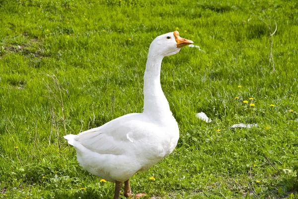 Белый гусь на зеленой траве — стоковое фото