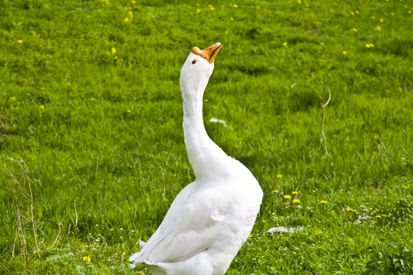 Oie blanche sur une herbe verte Images De Stock Libres De Droits