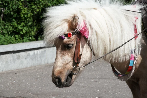 Kleine horsy — Stockfoto
