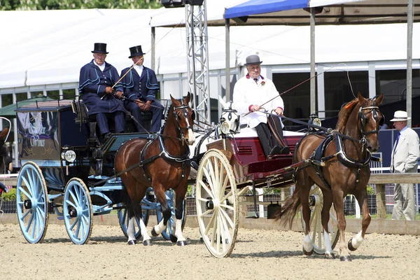 stock image Royal Windsor Horse Show