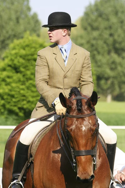 Royal windsor paard Toon — Stockfoto