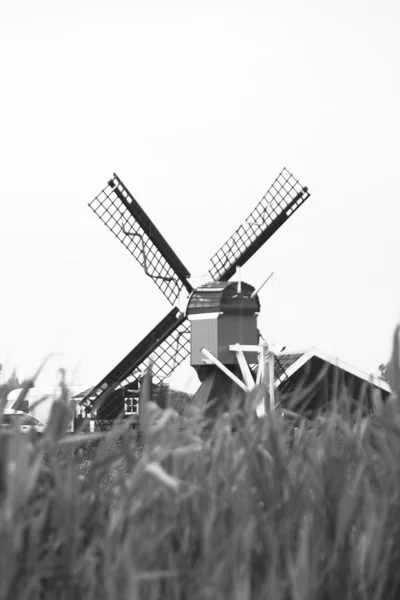 Windmühlen von zaanse schans — Stockfoto