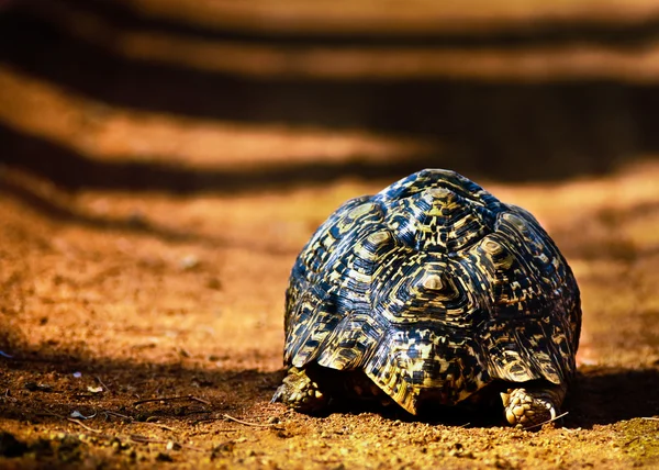 Schildpad weglopen Stockafbeelding