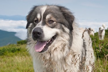 Sheep dog on mountain pasture clipart