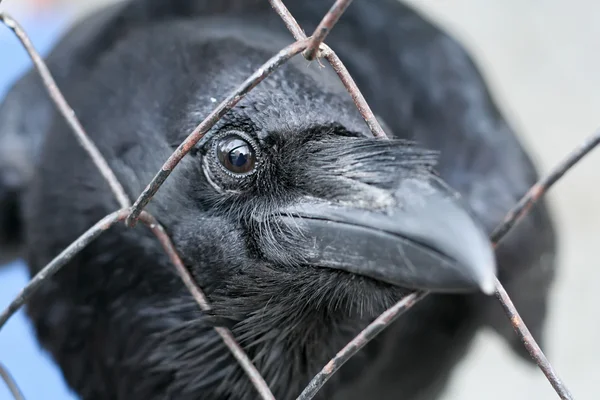 Corvo negro olhando através da rede — Fotografia de Stock