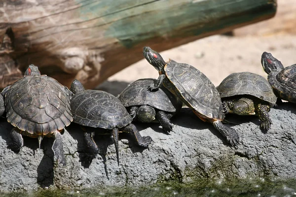 Groep van rood-eared schuifregelaar schildpadden in de dierentuin — Stockfoto