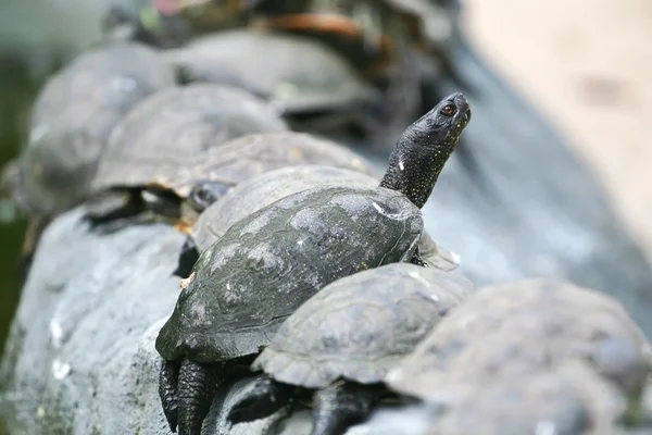 Groep van rood-eared schuifregelaar schildpadden — Stockfoto