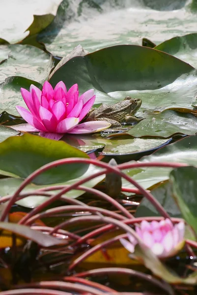 Mor su lilly ve kurbağa — Stok fotoğraf
