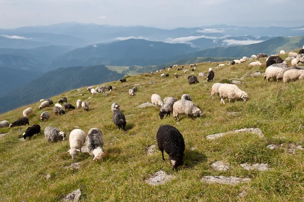 Mountain plain with the sheep gazing on it — Stock Photo, Image