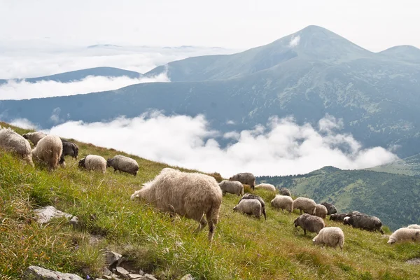 Απλό με τα πρόβατα, αγναντεύοντας το βουνό — Φωτογραφία Αρχείου