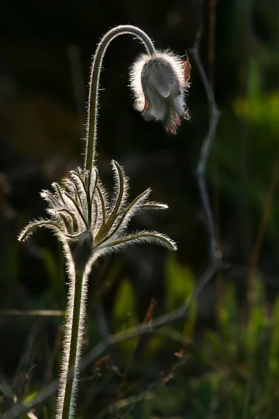 Beautiful spring flower Pulsatilla patens — Stock Photo, Image