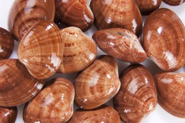 Clams mollusk clipart